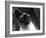 Siamese Cat-null-Framed Photographic Print