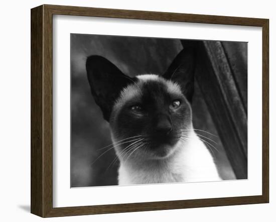 Siamese Cat-null-Framed Photographic Print