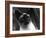 Siamese Cat-null-Framed Photographic Print