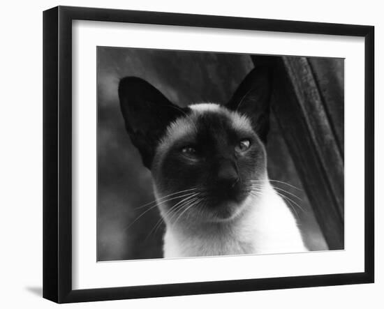 Siamese Cat-null-Framed Photographic Print