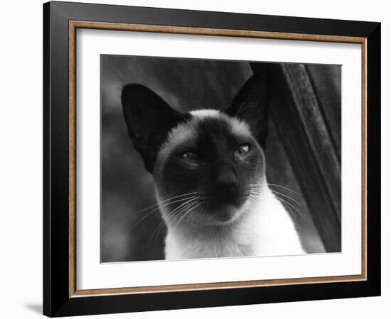 Siamese Cat-null-Framed Photographic Print