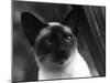 Siamese Cat-null-Mounted Photographic Print