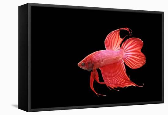 Siamese Fighting Fish Red Form Male, Full Display-null-Framed Premier Image Canvas