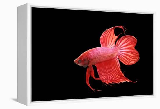 Siamese Fighting Fish Red Form Male, Full Display-null-Framed Premier Image Canvas
