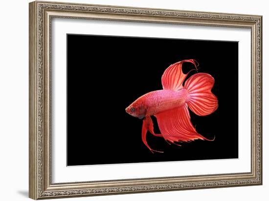 Siamese Fighting Fish Red Form Male, Full Display-null-Framed Photographic Print
