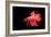 Siamese Fighting Fish Red Form Male, Full Display-null-Framed Photographic Print