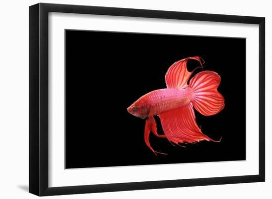 Siamese Fighting Fish Red Form Male, Full Display-null-Framed Photographic Print