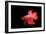 Siamese Fighting Fish Red Form Male, Full Display-null-Framed Photographic Print