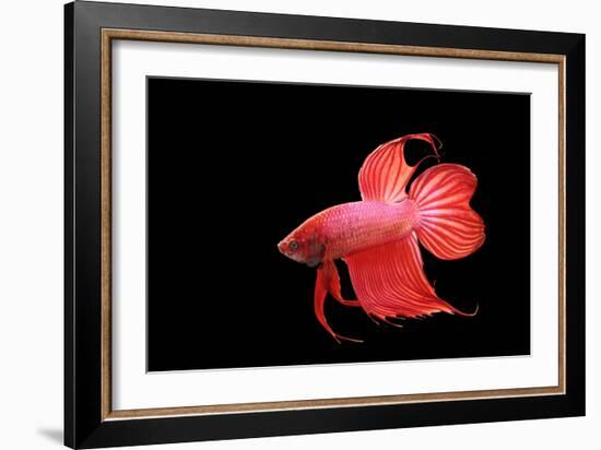 Siamese Fighting Fish Red Form Male, Full Display-null-Framed Photographic Print