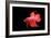 Siamese Fighting Fish Red Form Male, Full Display-null-Framed Photographic Print