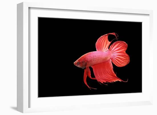 Siamese Fighting Fish Red Form Male, Full Display-null-Framed Photographic Print