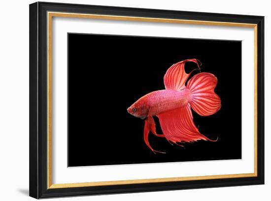 Siamese Fighting Fish Red Form Male, Full Display-null-Framed Photographic Print