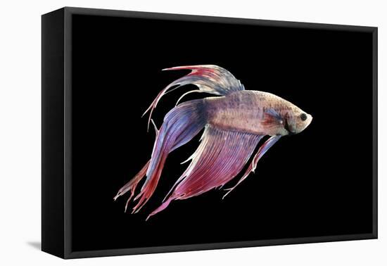 Siamese Fighting Fish-null-Framed Premier Image Canvas