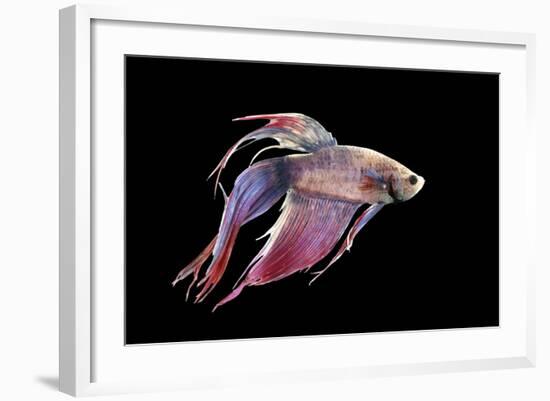 Siamese Fighting Fish-null-Framed Photographic Print