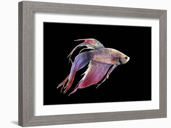 Siamese Fighting Fish-null-Framed Photographic Print