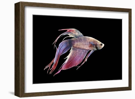 Siamese Fighting Fish-null-Framed Photographic Print