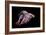 Siamese Fighting Fish-null-Framed Photographic Print