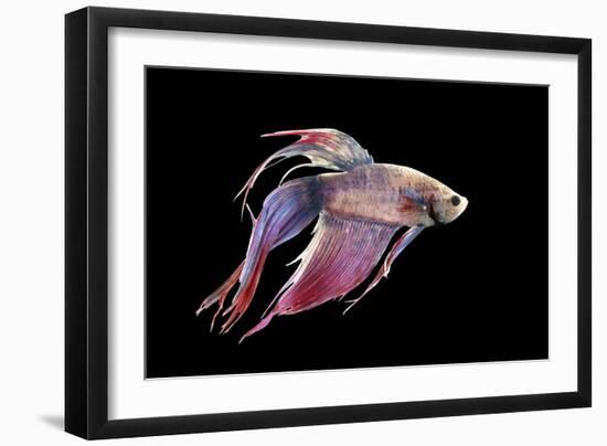 Siamese Fighting Fish-null-Framed Photographic Print