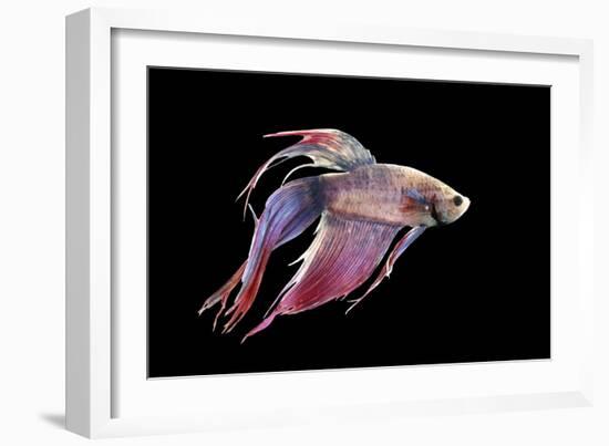 Siamese Fighting Fish-null-Framed Photographic Print