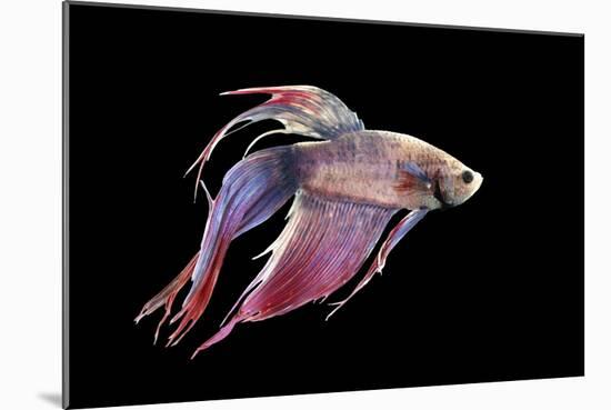 Siamese Fighting Fish-null-Mounted Photographic Print