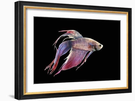 Siamese Fighting Fish-null-Framed Photographic Print