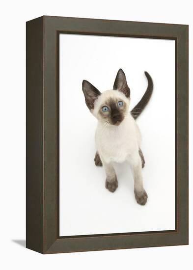 Siamese Kitten, 10 Weeks, Looking Up-Mark Taylor-Framed Premier Image Canvas