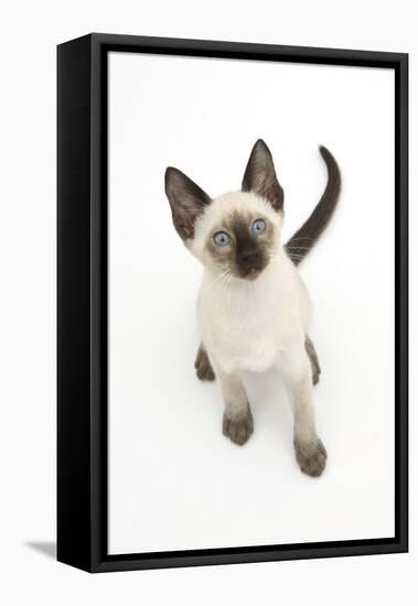 Siamese Kitten, 10 Weeks, Looking Up-Mark Taylor-Framed Premier Image Canvas