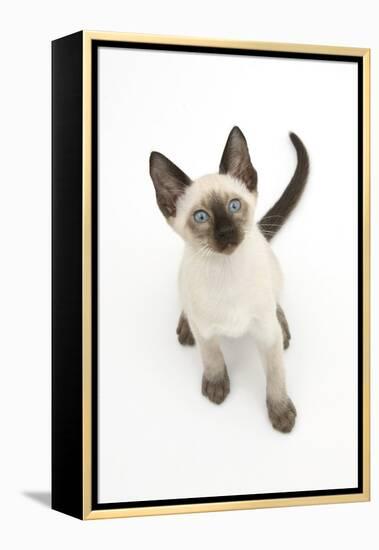 Siamese Kitten, 10 Weeks, Looking Up-Mark Taylor-Framed Premier Image Canvas