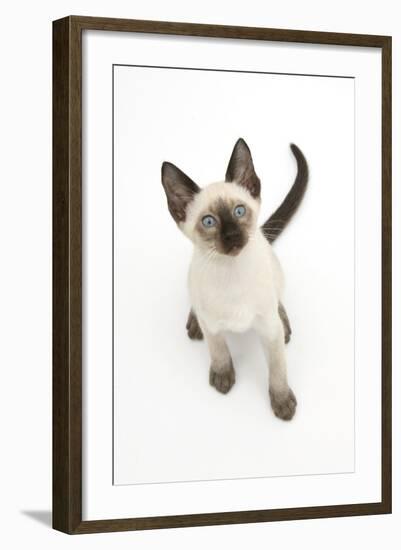 Siamese Kitten, 10 Weeks, Looking Up-Mark Taylor-Framed Photographic Print