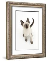 Siamese Kitten, 10 Weeks, Looking Up-Mark Taylor-Framed Photographic Print