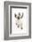 Siamese Kitten, 10 Weeks, Looking Up-Mark Taylor-Framed Photographic Print