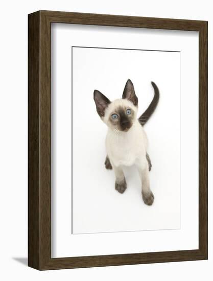 Siamese Kitten, 10 Weeks, Looking Up-Mark Taylor-Framed Photographic Print