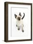 Siamese Kitten, 10 Weeks, Looking Up-Mark Taylor-Framed Photographic Print