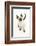 Siamese Kitten, 10 Weeks, Looking Up-Mark Taylor-Framed Photographic Print