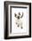 Siamese Kitten, 10 Weeks, Looking Up-Mark Taylor-Framed Photographic Print