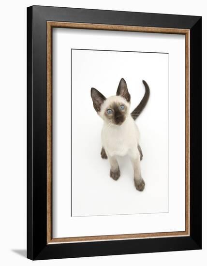 Siamese Kitten, 10 Weeks, Looking Up-Mark Taylor-Framed Photographic Print