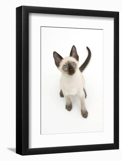 Siamese Kitten, 10 Weeks, Looking Up-Mark Taylor-Framed Photographic Print