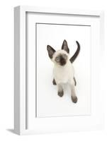 Siamese Kitten, 10 Weeks, Looking Up-Mark Taylor-Framed Photographic Print