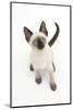 Siamese Kitten, 10 Weeks, Looking Up-Mark Taylor-Mounted Photographic Print