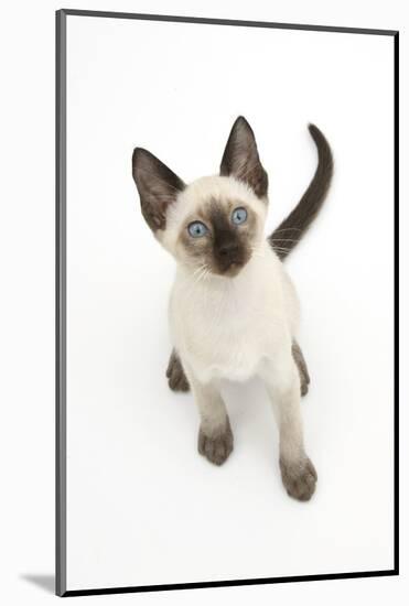 Siamese Kitten, 10 Weeks, Looking Up-Mark Taylor-Mounted Photographic Print