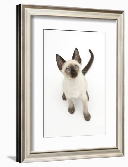 Siamese Kitten, 10 Weeks, Looking Up-Mark Taylor-Framed Photographic Print