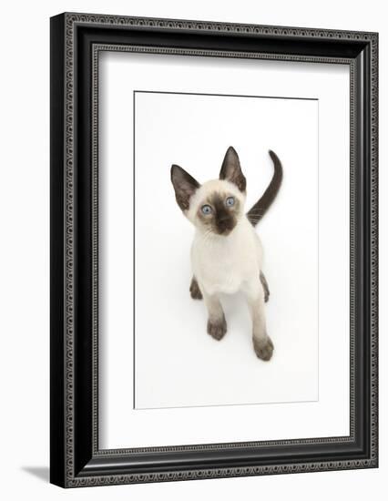 Siamese Kitten, 10 Weeks, Looking Up-Mark Taylor-Framed Photographic Print