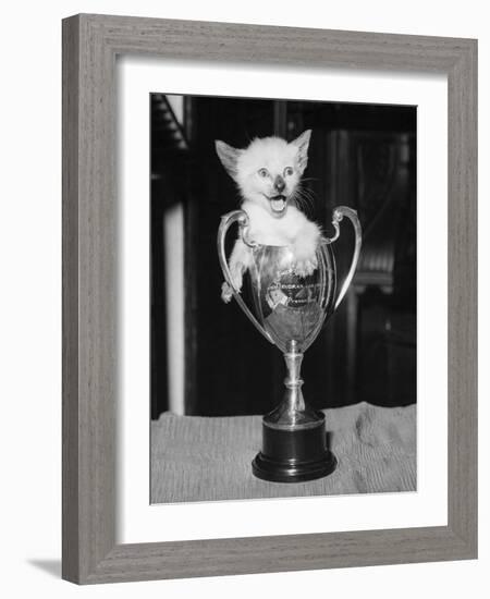 Siamese Kitten in a Trophy Cup-null-Framed Photographic Print