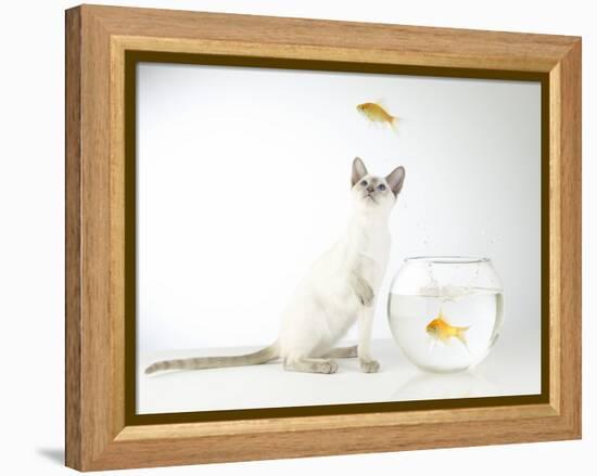 Siamese kitten with jumping goldfish-Steve Lupton-Framed Premier Image Canvas