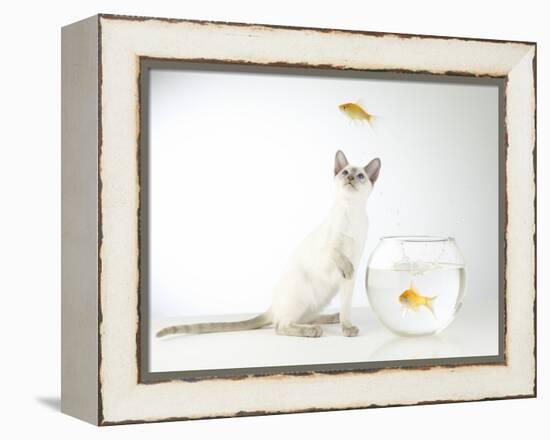 Siamese kitten with jumping goldfish-Steve Lupton-Framed Premier Image Canvas