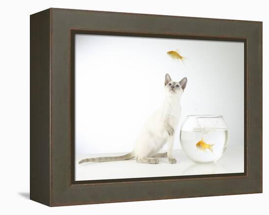 Siamese kitten with jumping goldfish-Steve Lupton-Framed Premier Image Canvas