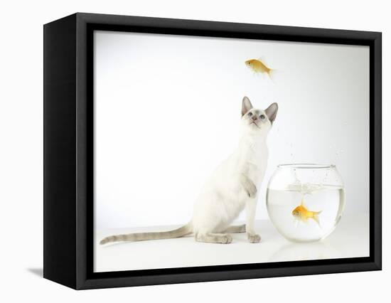 Siamese kitten with jumping goldfish-Steve Lupton-Framed Premier Image Canvas