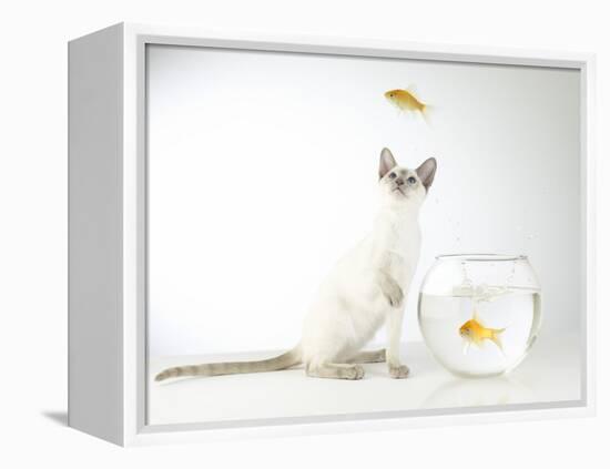 Siamese kitten with jumping goldfish-Steve Lupton-Framed Premier Image Canvas