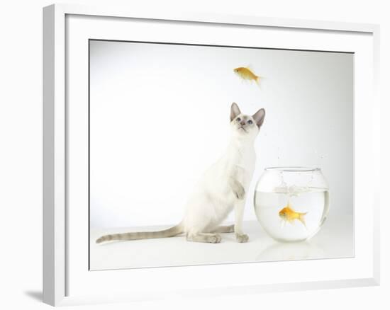 Siamese kitten with jumping goldfish-Steve Lupton-Framed Photographic Print