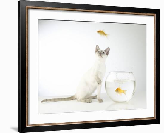 Siamese kitten with jumping goldfish-Steve Lupton-Framed Photographic Print